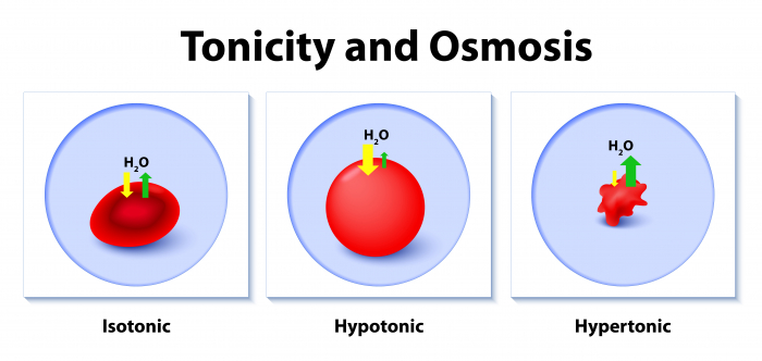 Osmosis